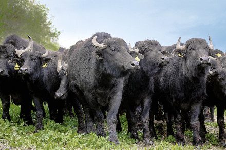 Vorstellung Metzgerei Failenschmid