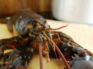 High Pressure Lobster - Kanadischer Hummer