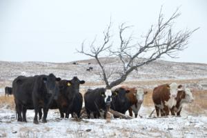 Mutterkuh mit Kalb auf der Morgan Ranch