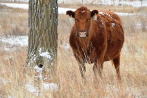 Mutterkuh mit Kalb auf der Morgan Ranch